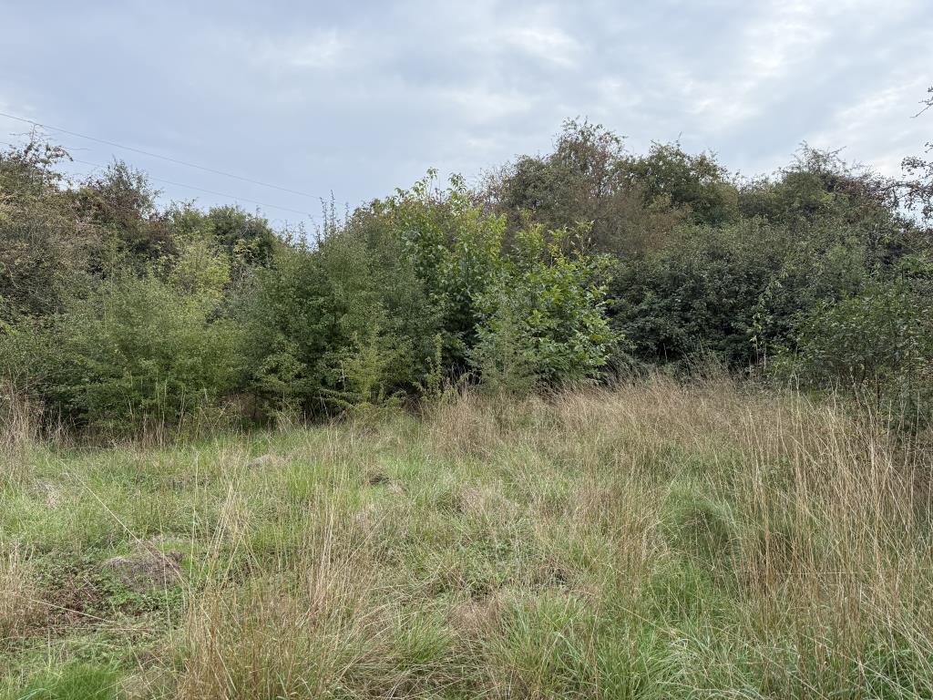 Lot: 45 - FREEHOLD SITE WITH DEVELOPMENT POTENTIAL - The more overgrown section towards the south of the site